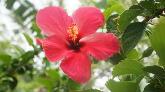 Ometepe Island, Nicaragua - TIKIYOGI